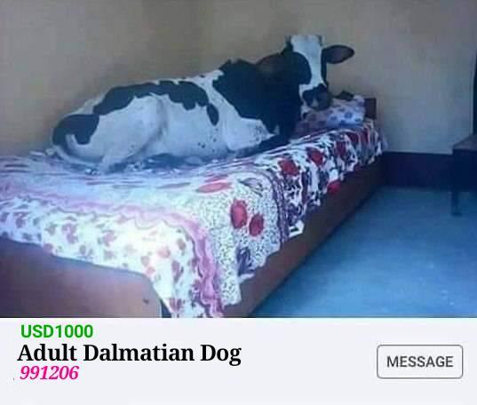 35 Udderly Entertaining Cow Memes That Will Make Your Day Moo-velous! 3 Adult dalmatian