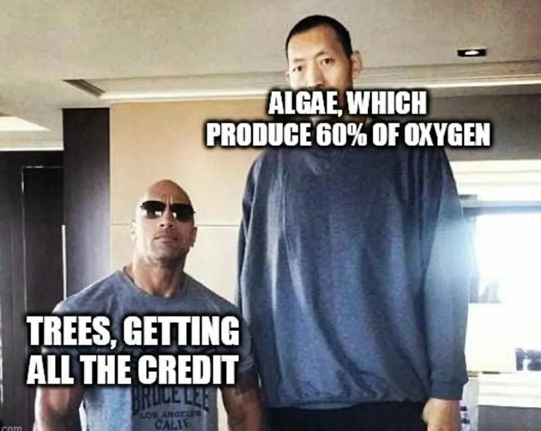 40 Science Memes That Have Been Proven To Cause Laughter 1 Algae vs trees - science memes