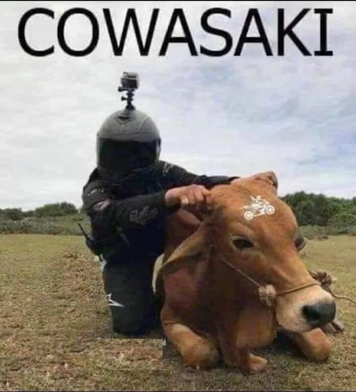 35 Udderly Entertaining Cow Memes That Will Make Your Day Moo-velous! 8 Cowasaki