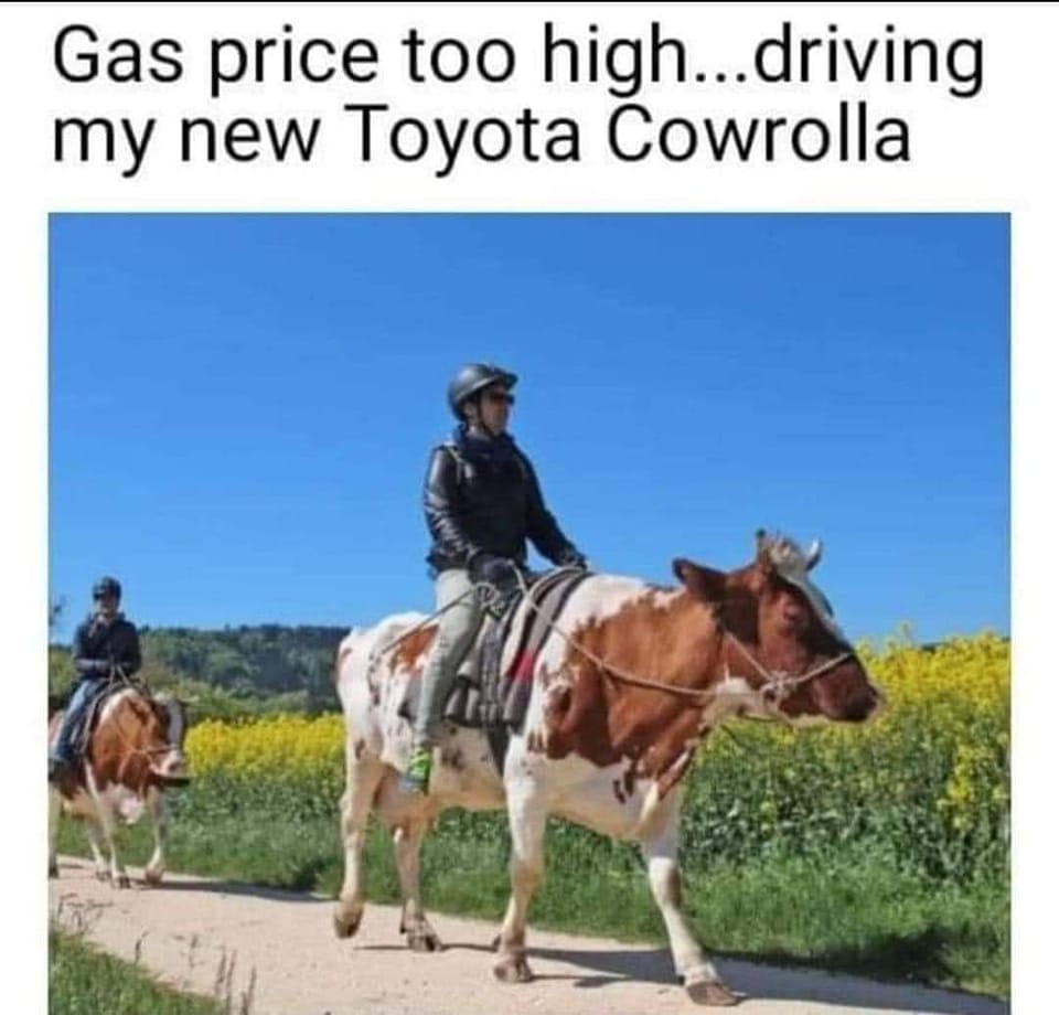 35 Udderly Entertaining Cow Memes That Will Make Your Day Moo-velous! 9 Cowrolla