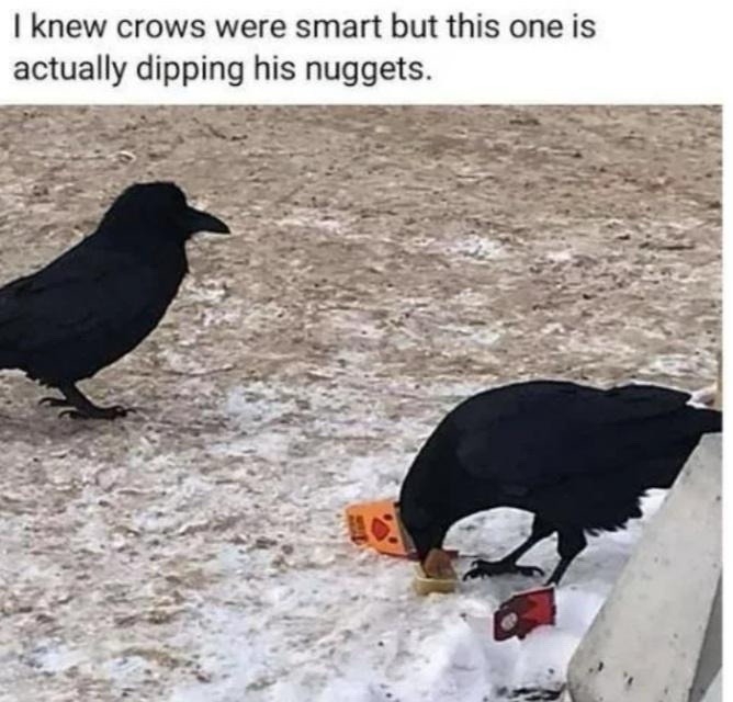 25 Memes So Random, You'll Forget What Day It Is 2 Crows were smart