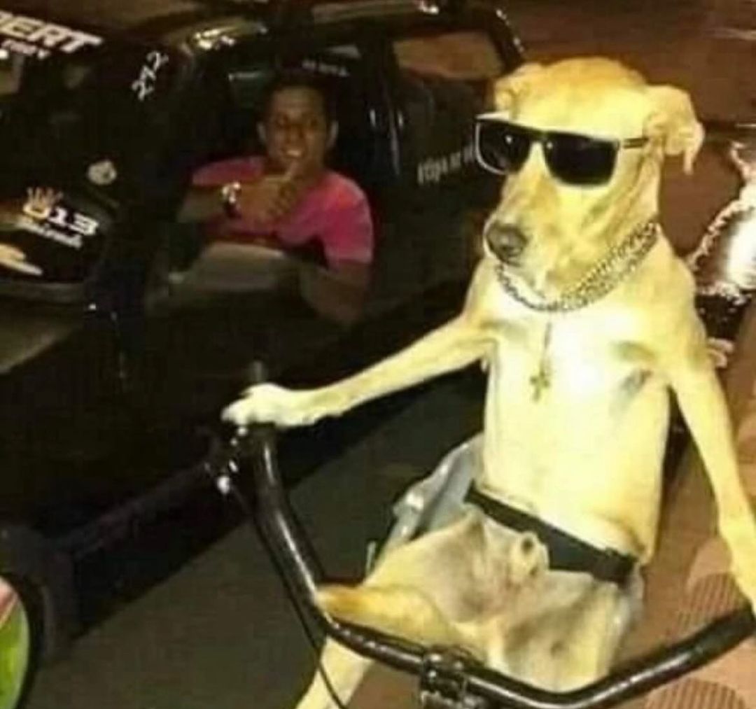 20 Cursed Images You’ll Wish You Could Unseen 8 Dog riding bike - cursed images