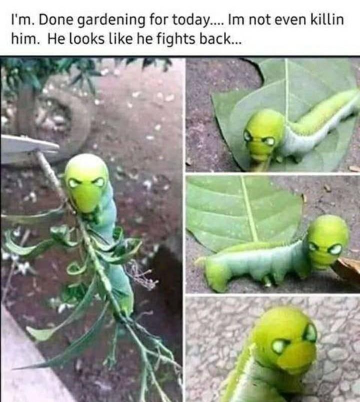 20 Plant Memes That Will Leaf You Laughing 2 Done gardening - Plant Memes