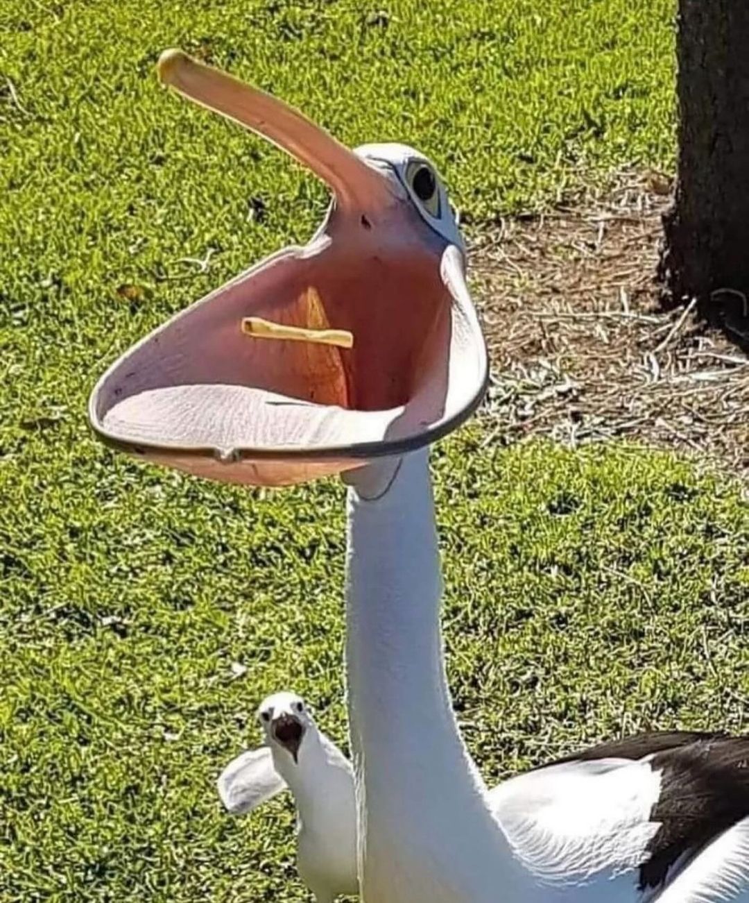 20 Cursed Images You’ll Wish You Could Unseen 9 Duck eating kurkure - cursed images
