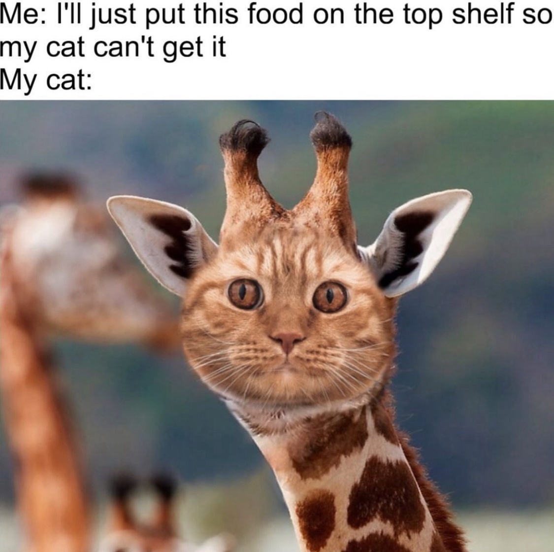 25 Happy Caturday Memes That Will Have You Feline Fantastic 8 Food on top shelf - Happy Caturday Memes