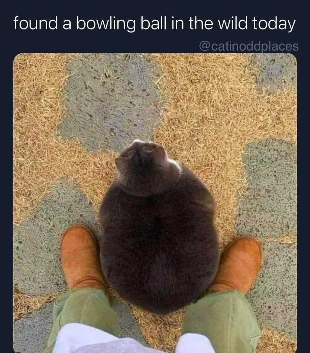 20 Unexpected Cat Memes That Will Make Your Day 10 Times Better 5 Found a bowling ball - Unexpected Cat Memes