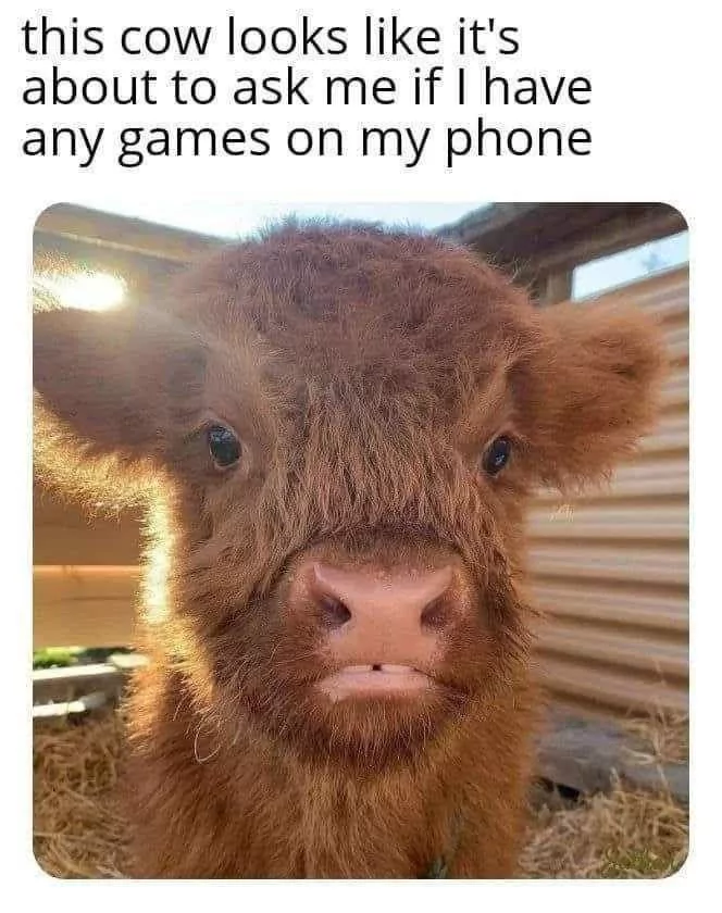 35 Udderly Entertaining Cow Memes That Will Make Your Day Moo-velous! 10 Games on my phone