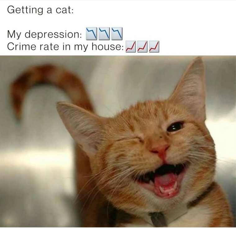 34 Adorable Cat Memes: A Collection Of Purrfect Feline Humor 31 Getting a cat