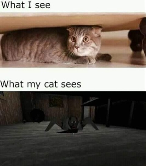 Ghost cat is watching you