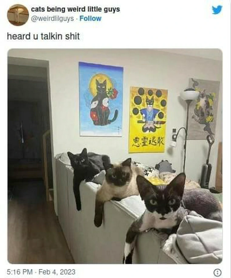 34 Adorable Cat Memes: A Collection Of Purrfect Feline Humor 9 heard you - adorable cat memes
