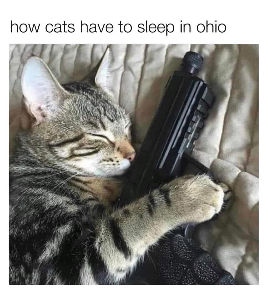 20 Memes That Will Make You Say, “I Wasn’t Ready for This!” 6 How cats has to sleep
