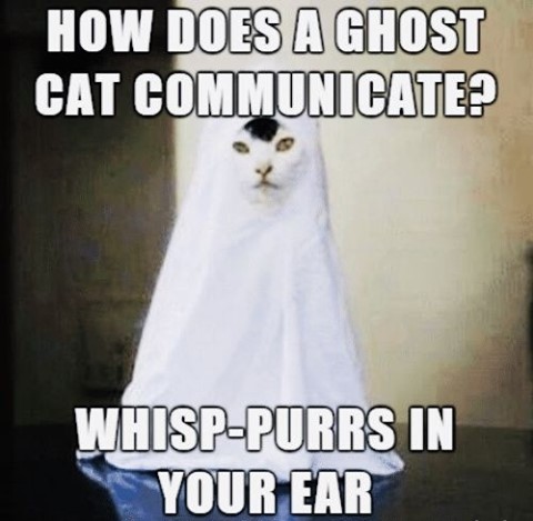 How does a ghost cat communicate