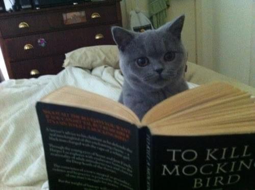 34 Adorable Cat Memes: A Collection Of Purrfect Feline Humor 10 How to kill mocking bird - adorable cat memes