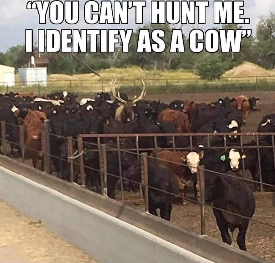 35 Udderly Entertaining Cow Memes That Will Make Your Day Moo-velous! 35 I identify as a cow