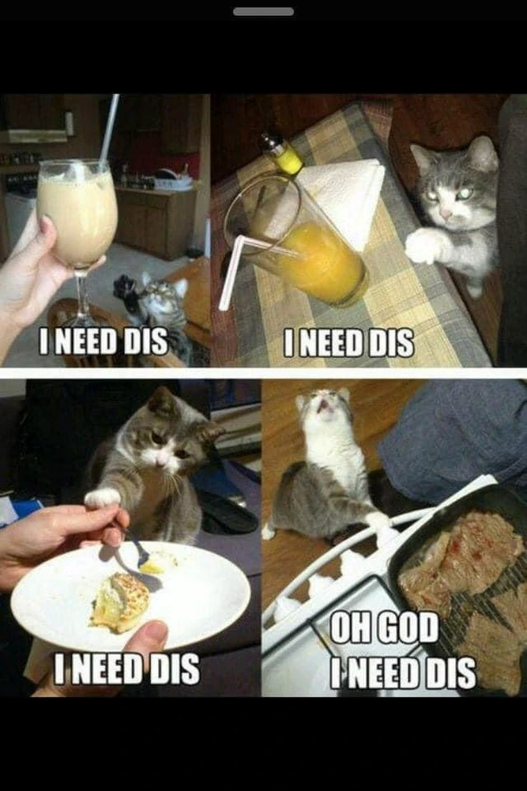34 Adorable Cat Memes: A Collection Of Purrfect Feline Humor 11 I need this - adorable cat memes