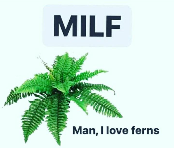 20 Plant Memes That Will Leaf You Laughing 6 I over ferns - Plant Memes