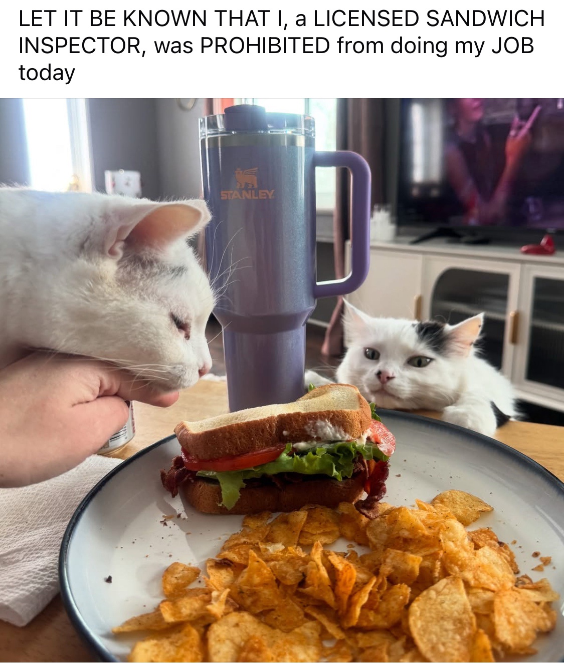 34 Adorable Cat Memes: A Collection Of Purrfect Feline Humor 32 Let it be known