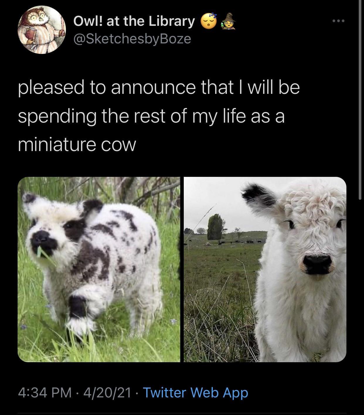 35 Udderly Entertaining Cow Memes That Will Make Your Day Moo-velous! 14 Miniature cow