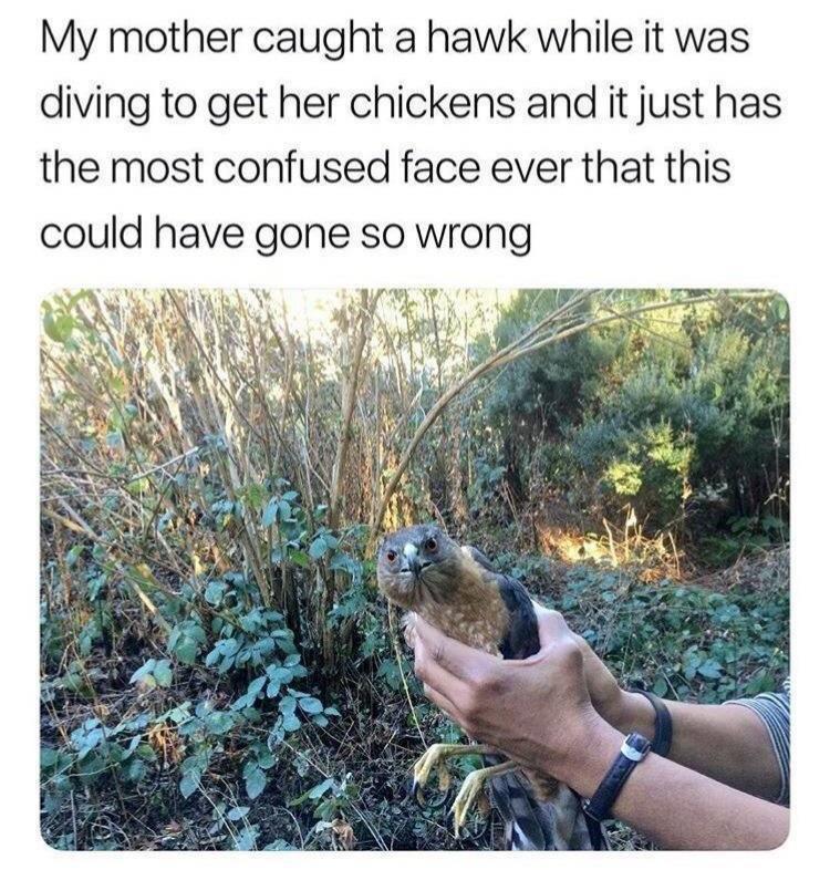 25 Surreal Memes That Will Make Your Brain Do Somersaults 10 Mother caught an hawk - Surreal Memes