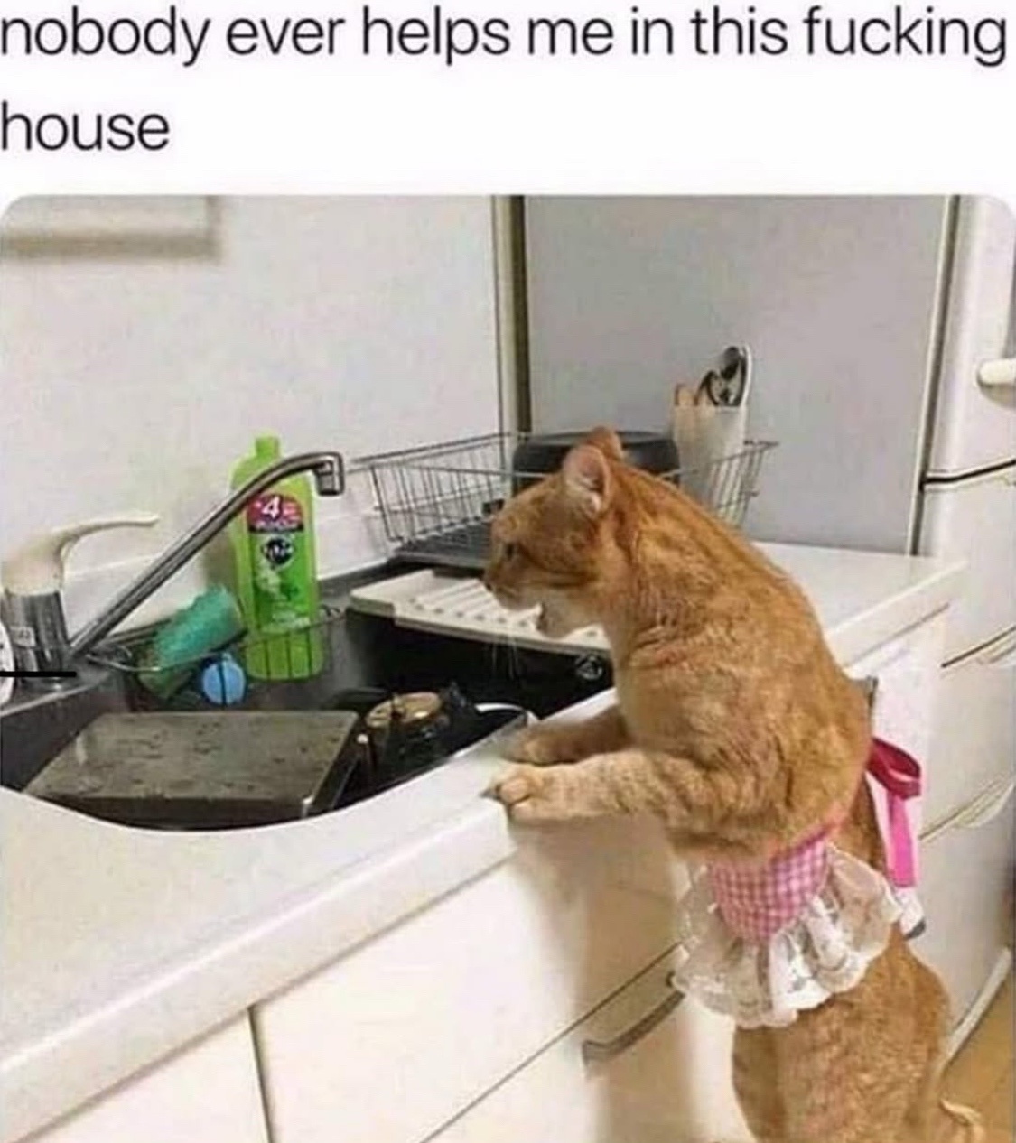 34 Adorable Cat Memes: A Collection Of Purrfect Feline Humor 33 Nobody helps me