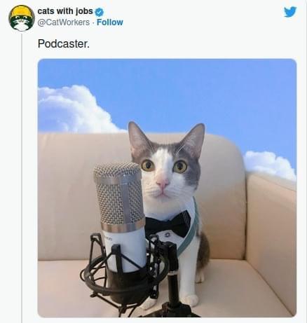 34 Adorable Cat Memes: A Collection Of Purrfect Feline Humor 14 Podcaster