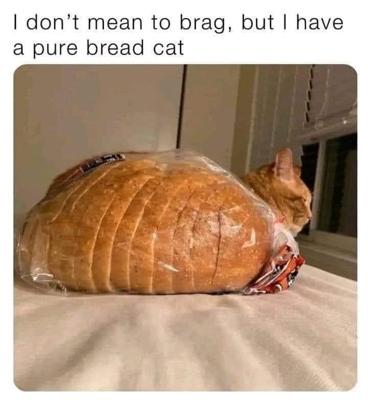 34 Adorable Cat Memes: A Collection Of Purrfect Feline Humor 15 Pure bread cat - adorable cat memes