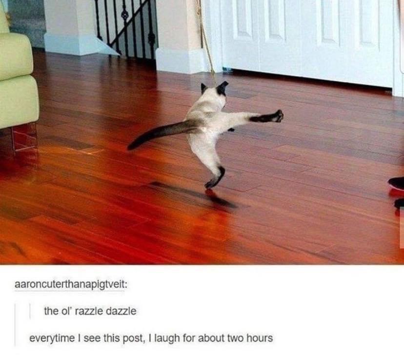 34 Adorable Cat Memes: A Collection Of Purrfect Feline Humor 16 razzle dazel - adorable cat memes