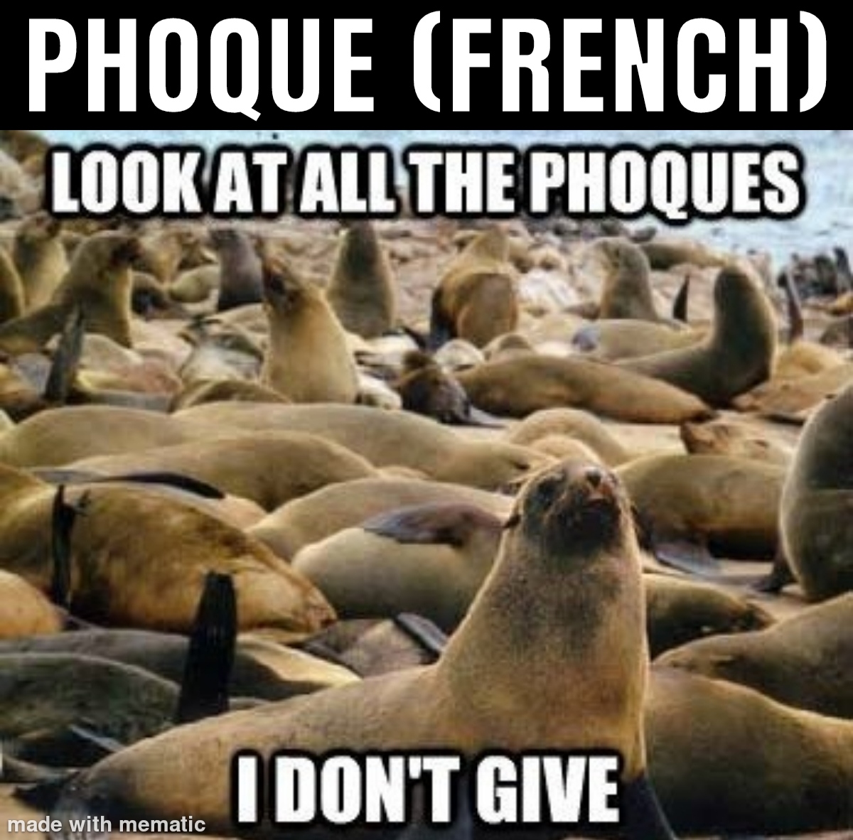 30 Funny Foreign Words That Sound Vulgar To English Speakers 14 Seal - funny foreign words
