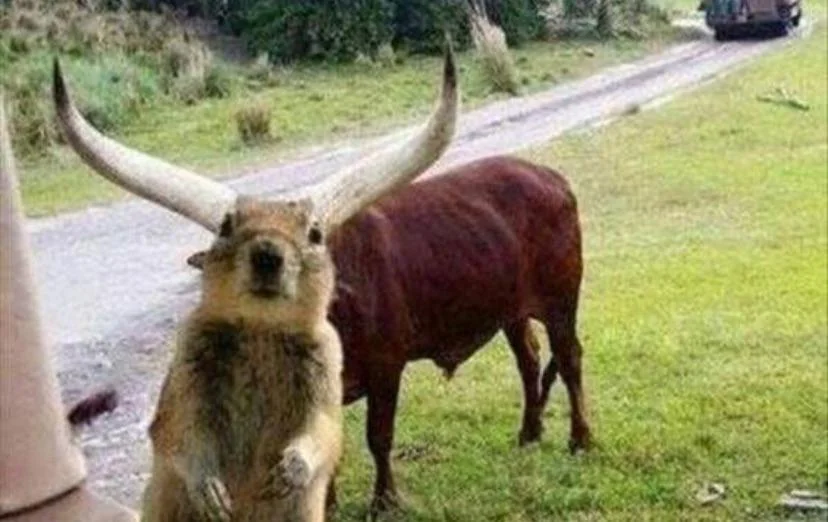 20 Extraordinary Coincidences You Have to See to Believe 15 Squirrulll - Extraordinary Coincidences