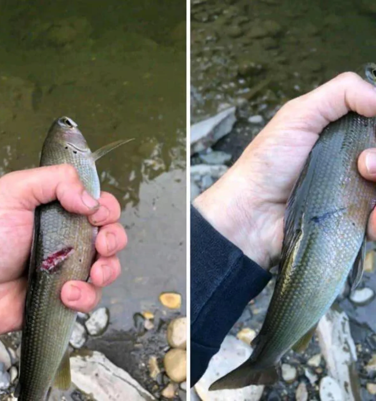 20 Extraordinary Coincidences You Have to See to Believe 17 The person caught the same fish a month and half later. - Extraordinary Coincidences