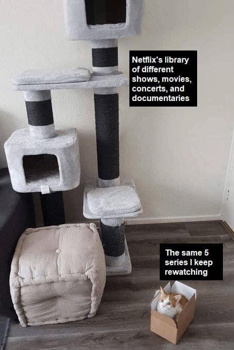 34 Adorable Cat Memes: A Collection Of Purrfect Feline Humor 17 The same 5 series - adorable cat memes