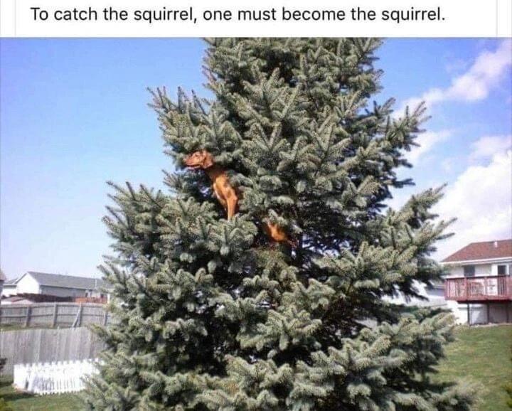 Random Humor A Day Keeps The Doctor Away 17 To catch the quirelle one must become the squirell