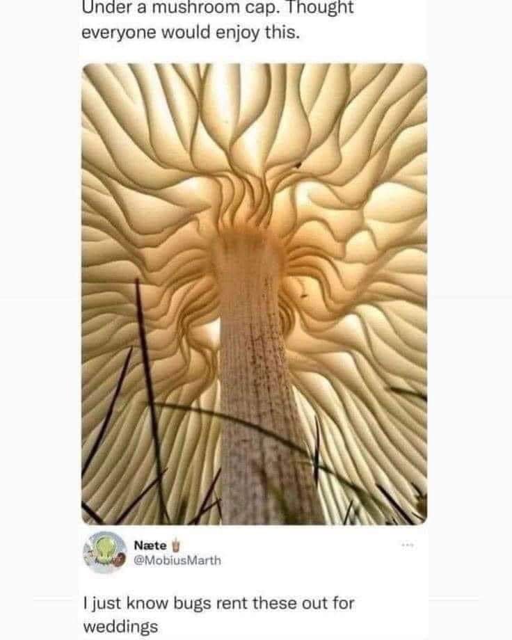 20 Funny Educational Memes Teachers Don’t Want You to See 18 Under a mushroom cap - Funny Educational Memes
