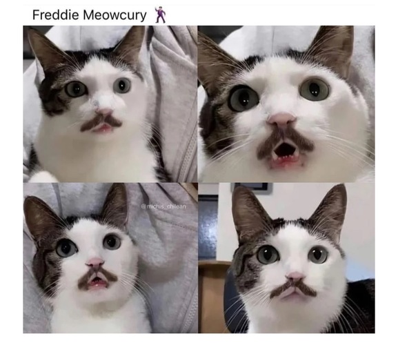 Unexpected Cat memes - FG