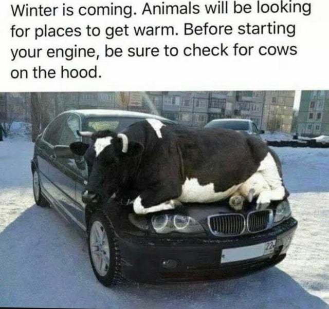 35 Udderly Entertaining Cow Memes That Will Make Your Day Moo-velous! 21 Winter is coming