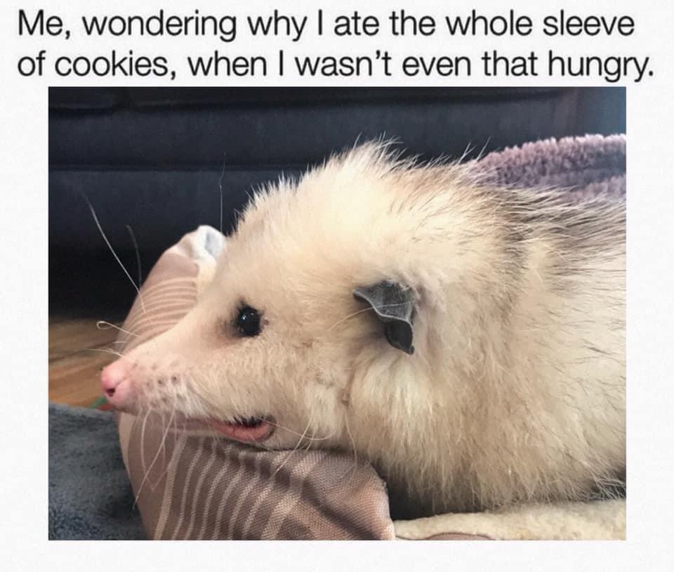25 Memes So Random, You'll Forget What Day It Is 24 Wondering why i ate