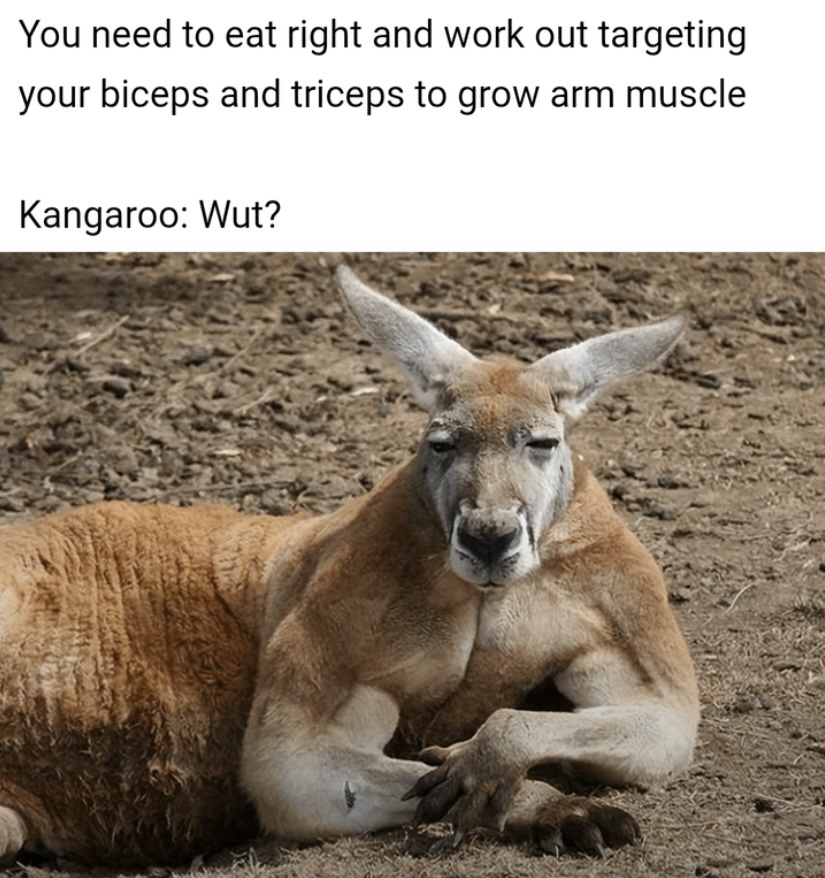 25 Memes That Are Like a Meme Salad—Totally Random and Deliciously Funny 25 Wut