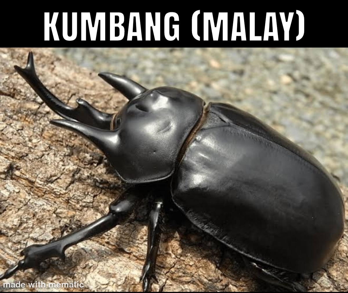 30 Funny Foreign Words That Sound Vulgar To English Speakers 20 a species of beetle - funny foreign words