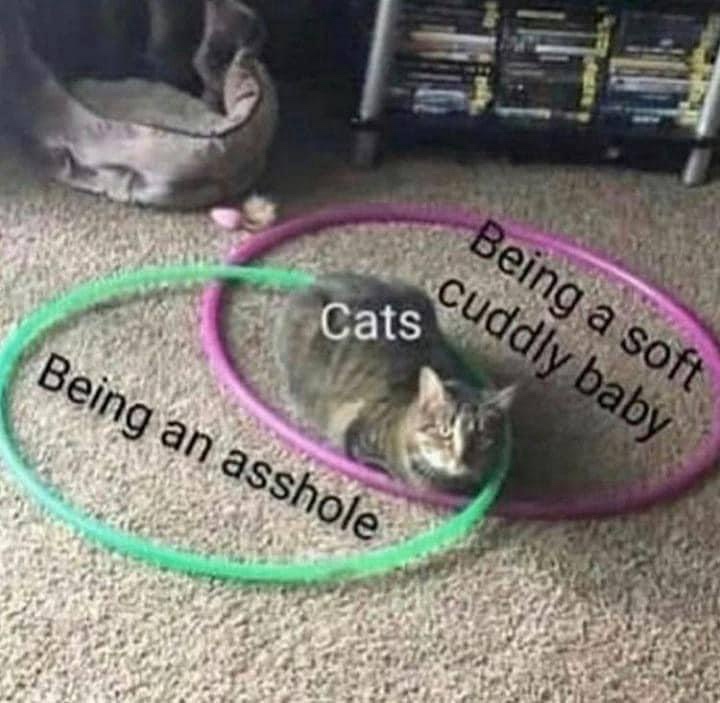 25 Memes So Bizarre, They'll Live in Your Head Rent-Free 3 being a soft baby