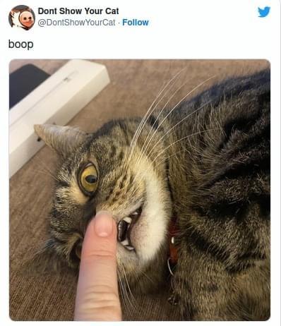 34 Adorable Cat Memes: A Collection Of Purrfect Feline Humor 1 boop - adorable cat memes