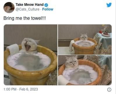 34 Adorable Cat Memes: A Collection Of Purrfect Feline Humor 2 Bring me the towel - adorable cat memes