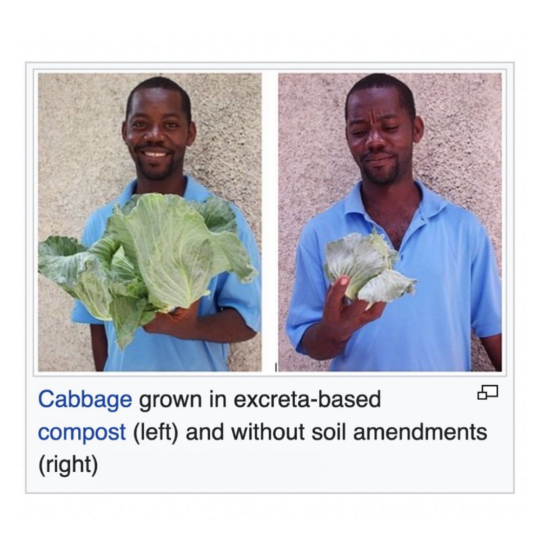 20 Hilarious Wiki Finds, You’ll Think We’re Pulling Your Leg 10 cabbage grown
