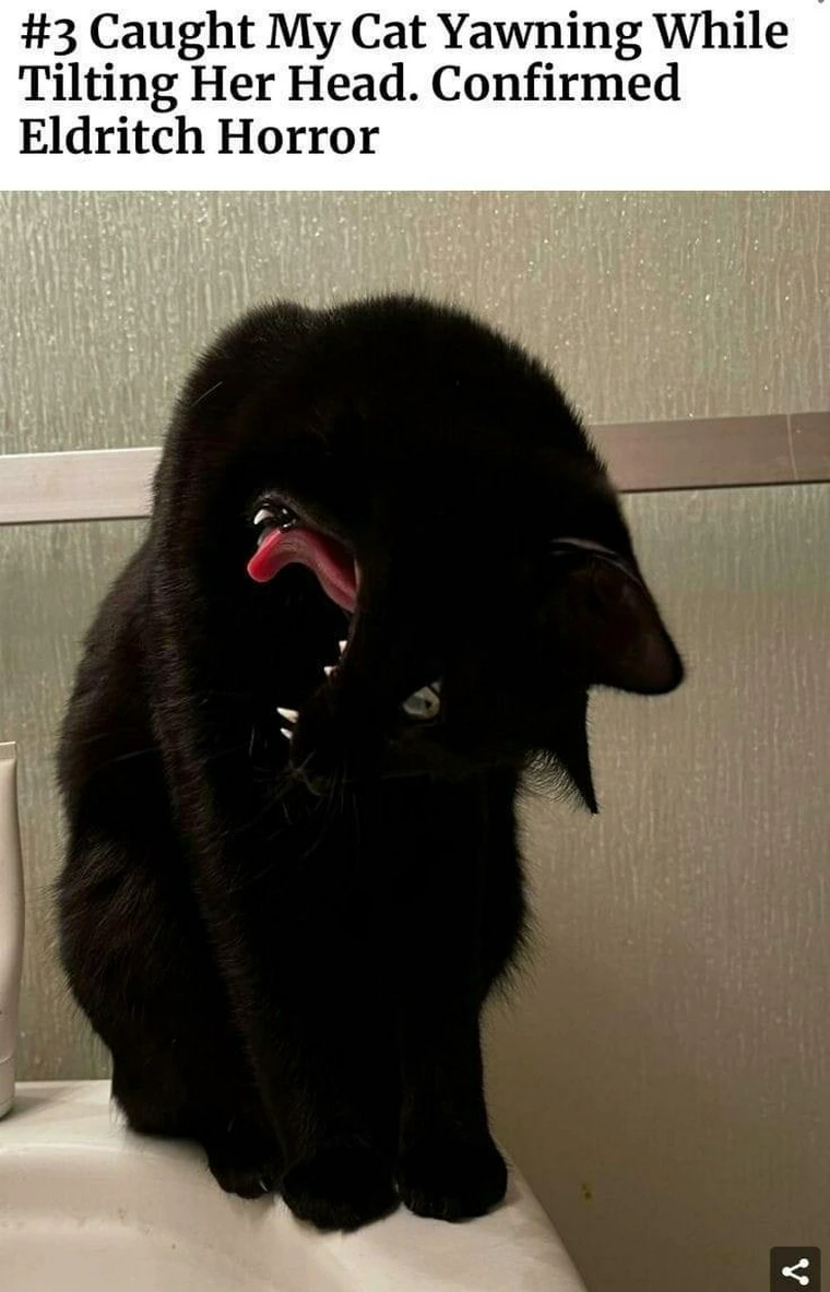 34 Adorable Cat Memes: A Collection Of Purrfect Feline Humor 3 cat horror - adorable cat memes