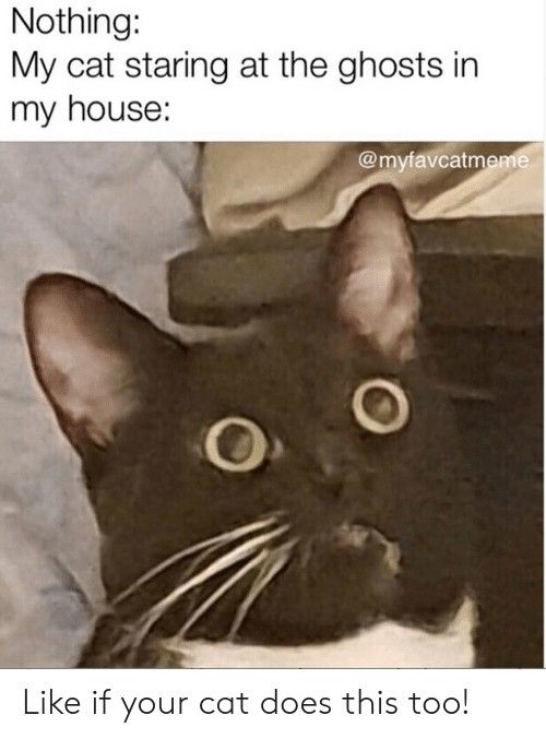 cat staring at ghost