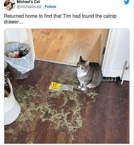 34 Adorable Cat Memes: A Collection Of Purrfect Feline Humor 5 catnip drawer - adorable cat memes