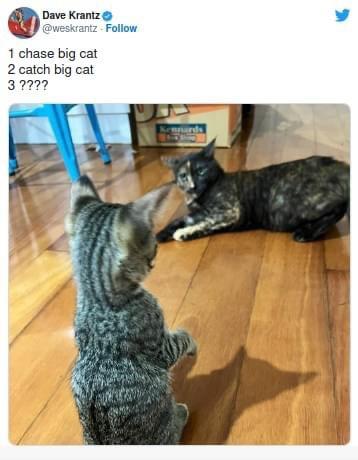 34 Adorable Cat Memes: A Collection Of Purrfect Feline Humor 6 chase big cat - adorable cat memes