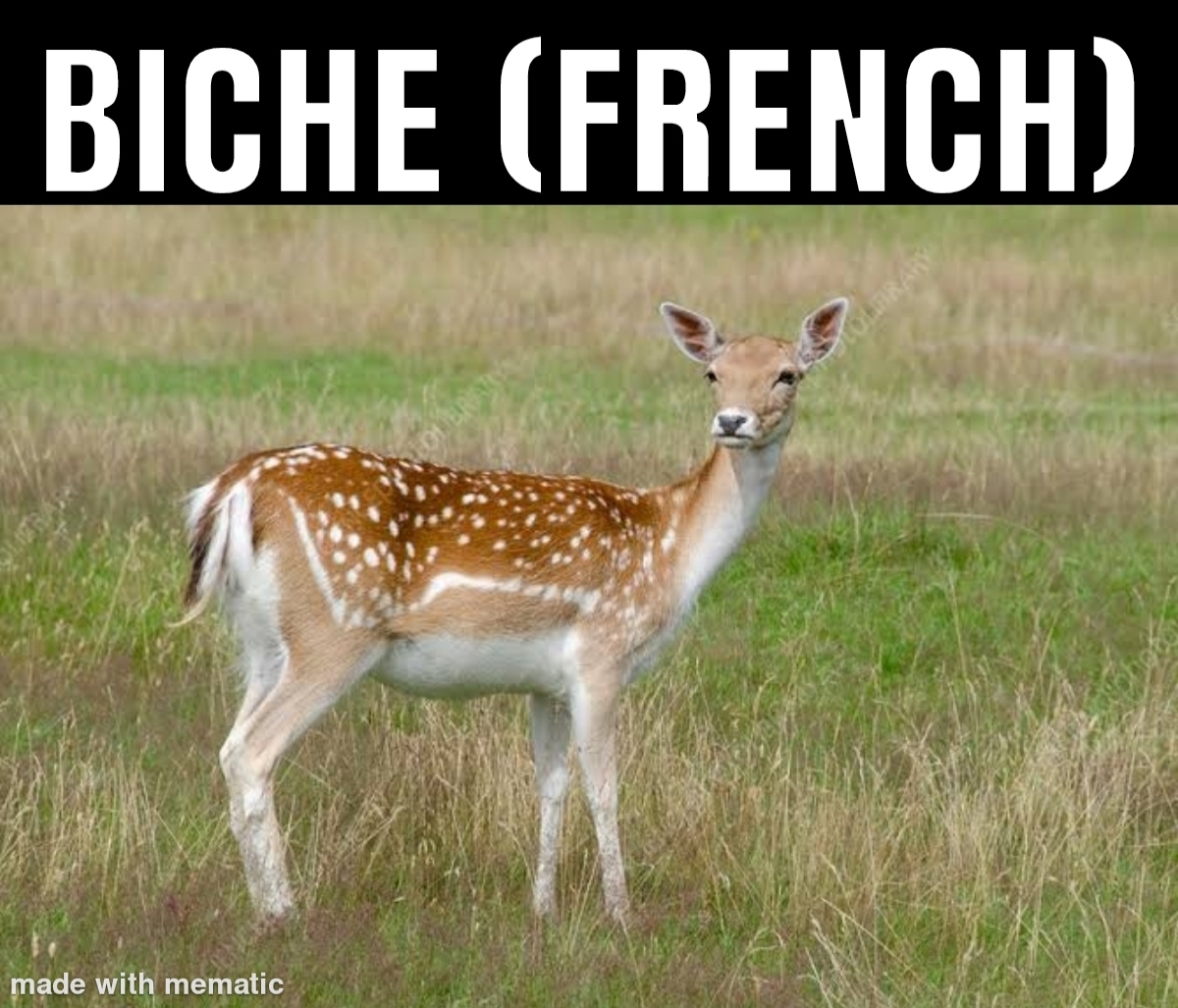 30 Funny Foreign Words That Sound Vulgar To English Speakers 6 doe - funny foreign words