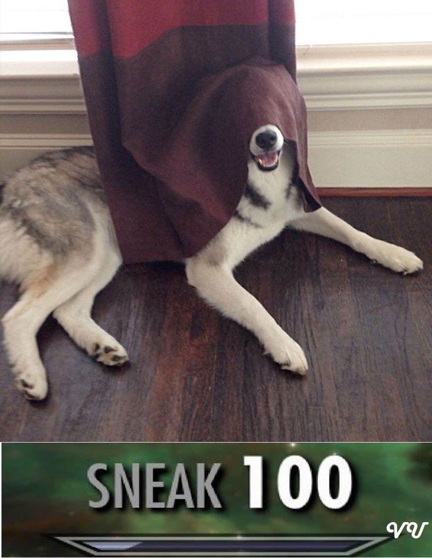 20 Sneak 100 Memes That Are Sneakily Hilarious 5 dog hiding.jpeg - Sneak 100 Memes