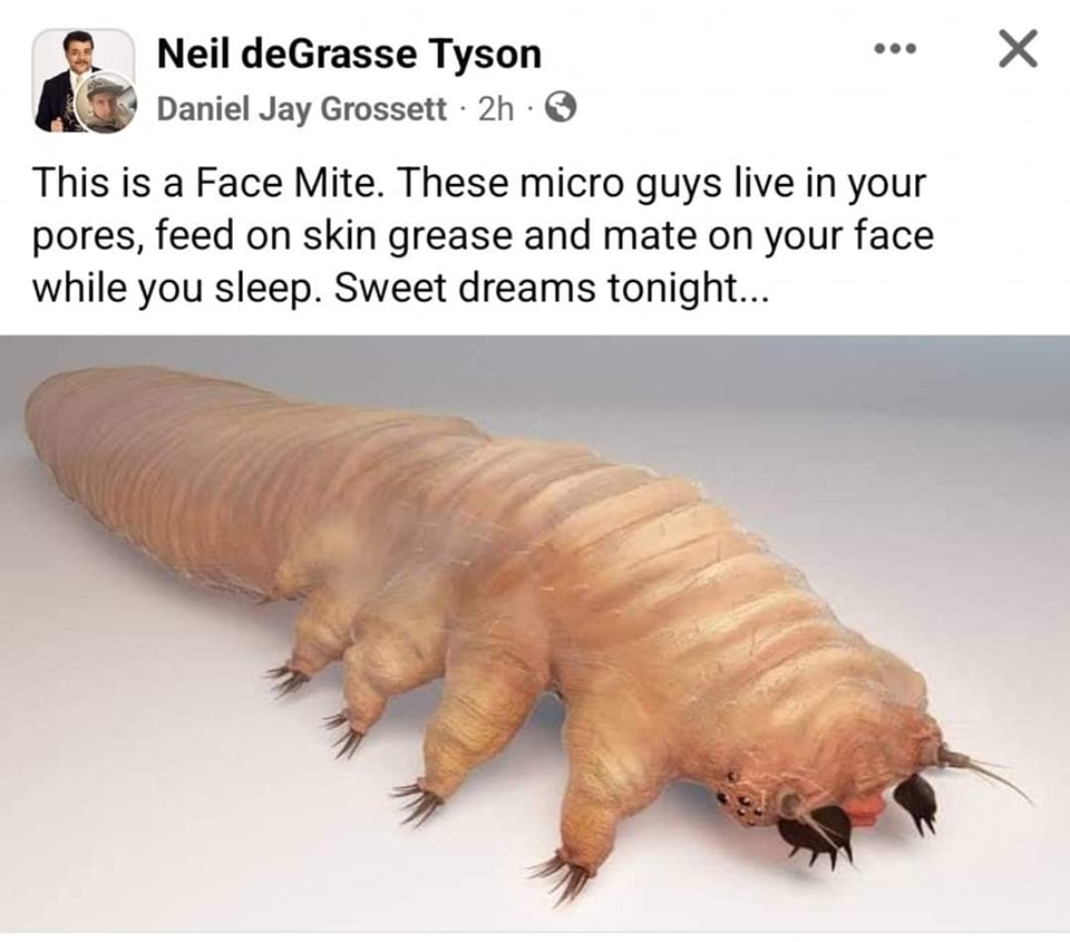 20 Funny Educational Memes Teachers Don’t Want You to See 4 face mite - Funny Educational Memes