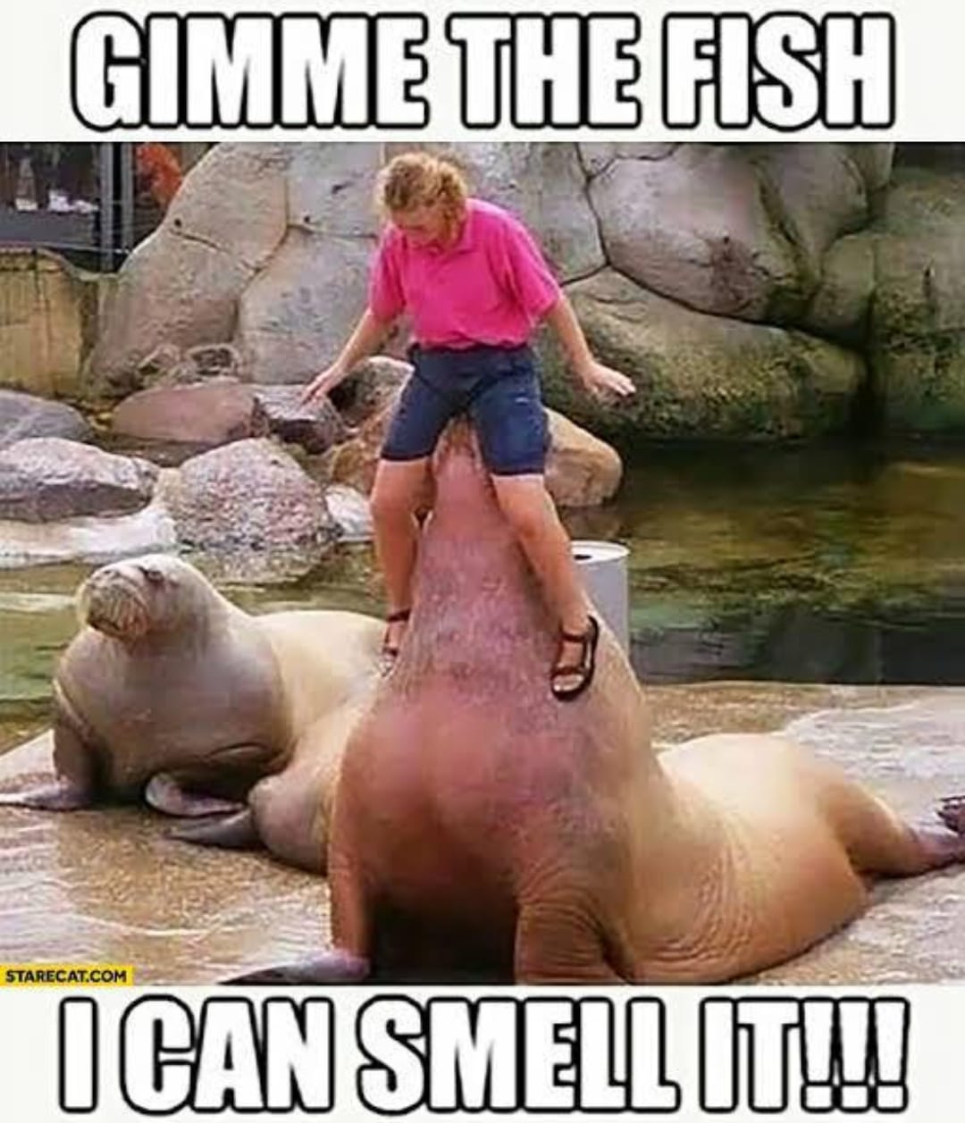 25 Uncensored Memes That Are Dangerously Funny 5 gimme the fish - Uncensored Memes